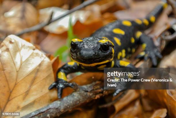 fire salamander (salamandra salamandra) on branch, bulgaria - salamandra fotografías e imágenes de stock