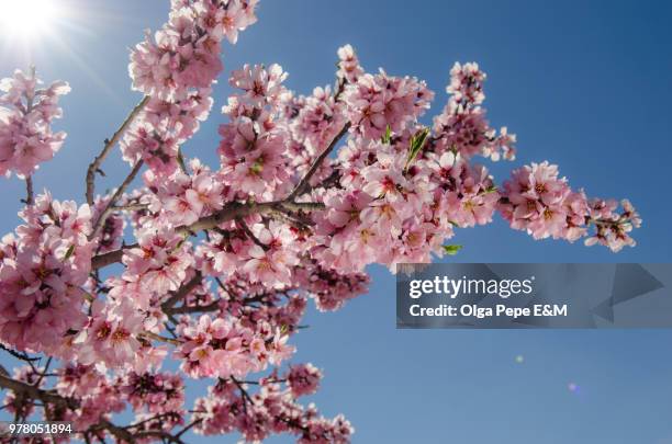 almendro en flor - almendro stock pictures, royalty-free photos & images