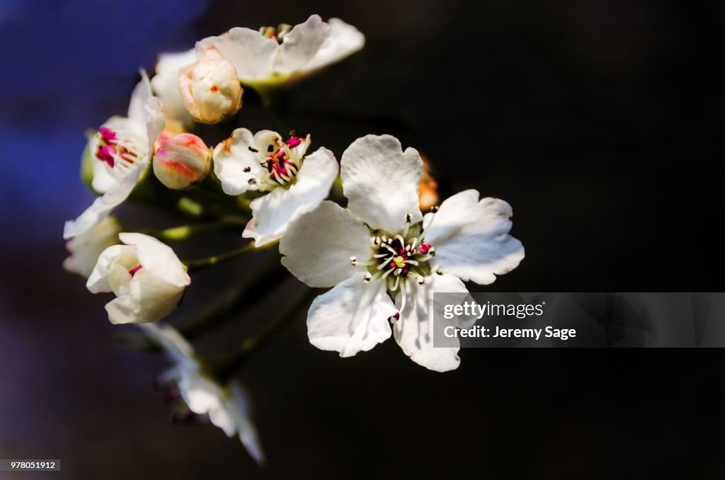 White BlossomUntitled