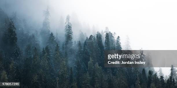 fog over haida gwaii forest, british columbia, canada - queen charlotte islands stock-fotos und bilder