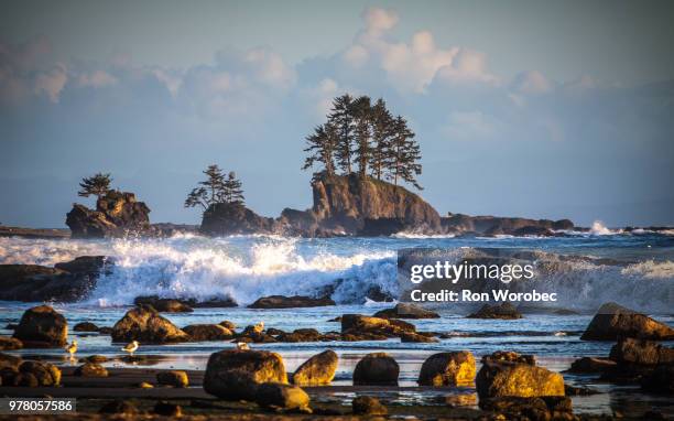 rocky coastline, british columbia, canada - pacific rim national park reserve photos et images de collection