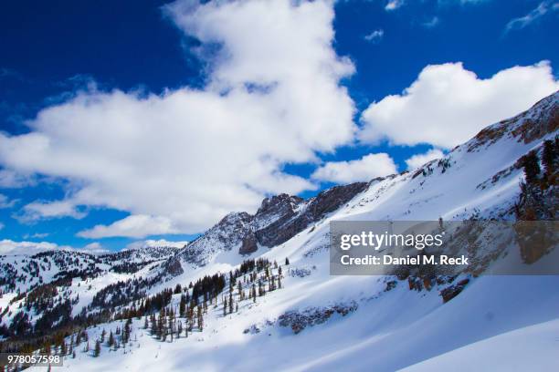 forest in mountains, wasatch national forest, alta, utah, usa - wasatch cache national forest stock pictures, royalty-free photos & images