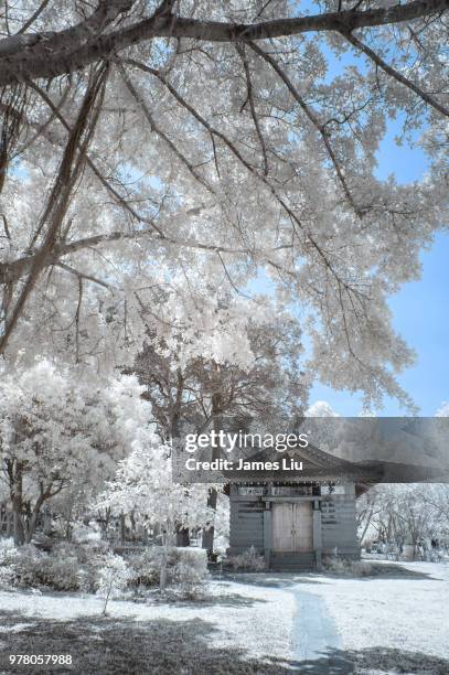 frozen trees and shrine in park, chiayi city, taiwan - chiayi stock-fotos und bilder