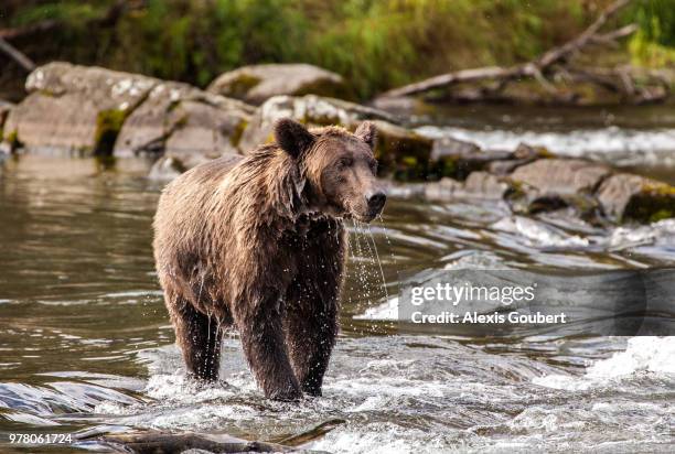 wet grizzly bear fishing in brooks river, katmai national park, alaska, usa - brooks river stock-fotos und bilder