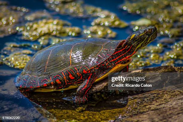 tortoise - painted turtle stock pictures, royalty-free photos & images