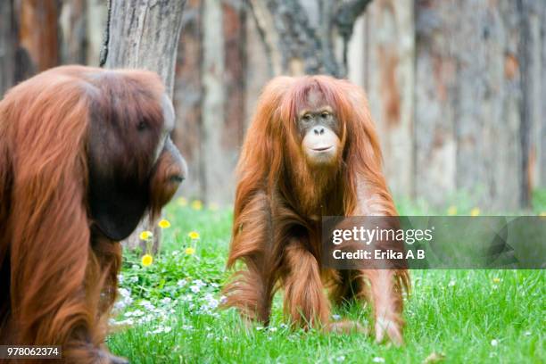 budapest xiii. kerület,hungary - budapest zoo stock pictures, royalty-free photos & images