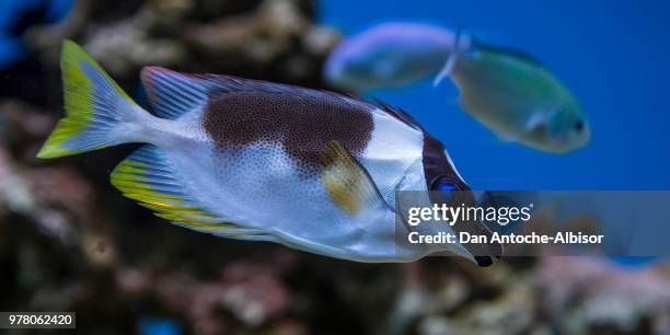 seafish - royal angelfish stock pictures, royalty-free photos & images