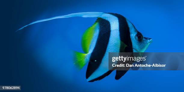 sea fish - butterflyfish stock pictures, royalty-free photos & images