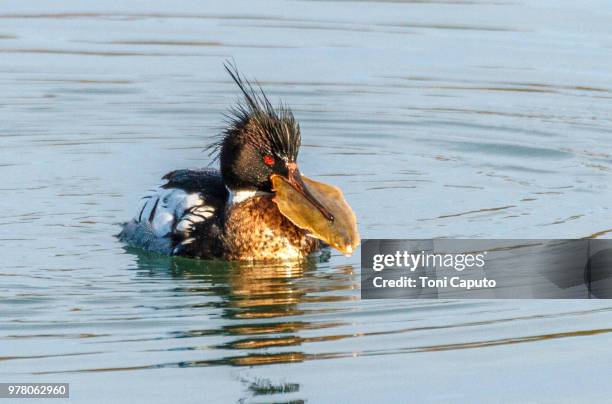 merganser - the big catch - caputo stock pictures, royalty-free photos & images