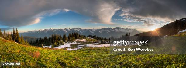 glacier lilies (erythronium grandiflorum) growing in mountain meadow, british columbia, canada - glacier columbia photos et images de collection