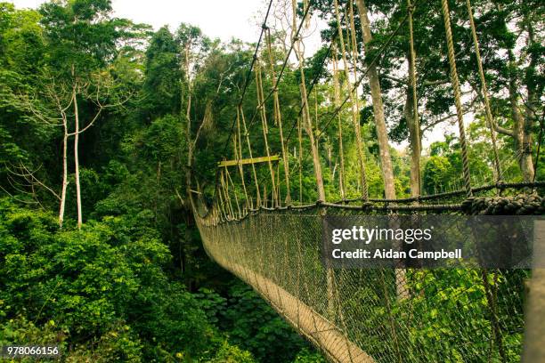 Forest Rope Bridge Rope Bridge Forest Photos and Premium High Res Pictures - Getty Images
