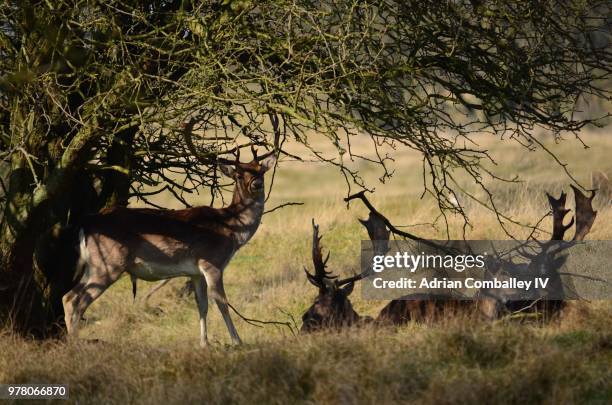 relax - springbok deer fotografías e imágenes de stock