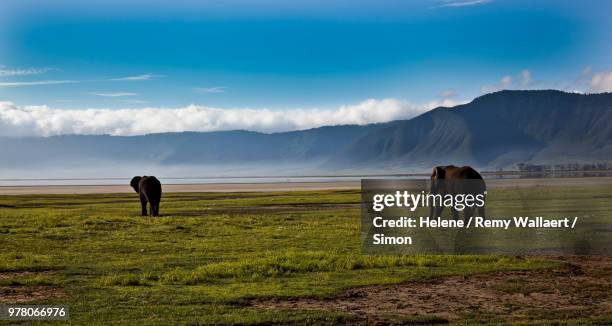 two elephants on green grass, tanzania, africa - cratera vulcânica imagens e fotografias de stock