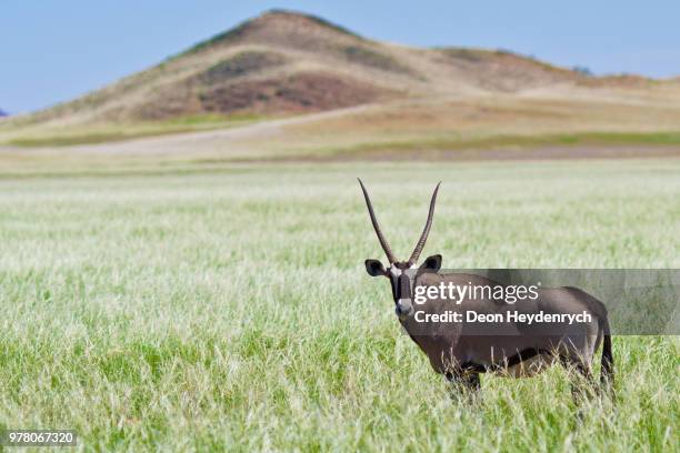 male gemsbok (oryx gazella) in savannah, namibia - antilope stock-fotos und bilder