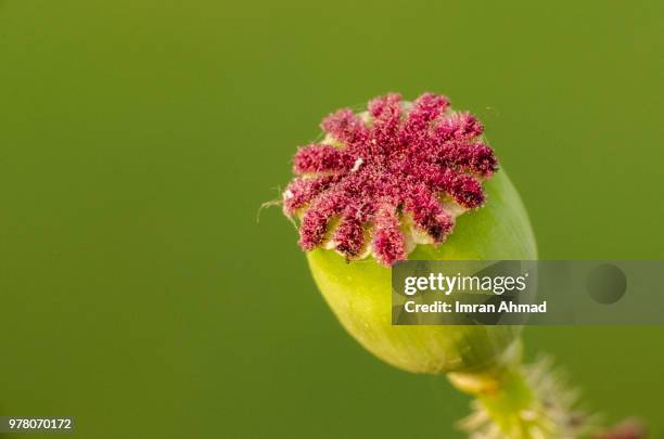 poppy - snipefish stock pictures, royalty-free photos & images