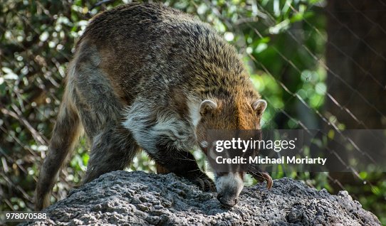 CoatiMundi CoatiMundi