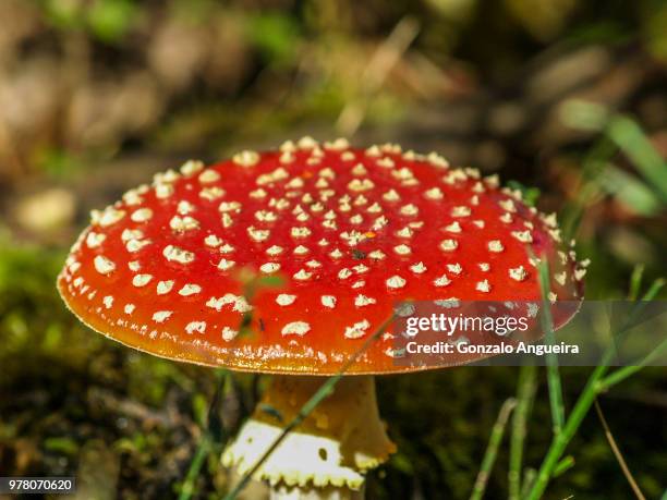 mushroom, seta - seta stock pictures, royalty-free photos & images