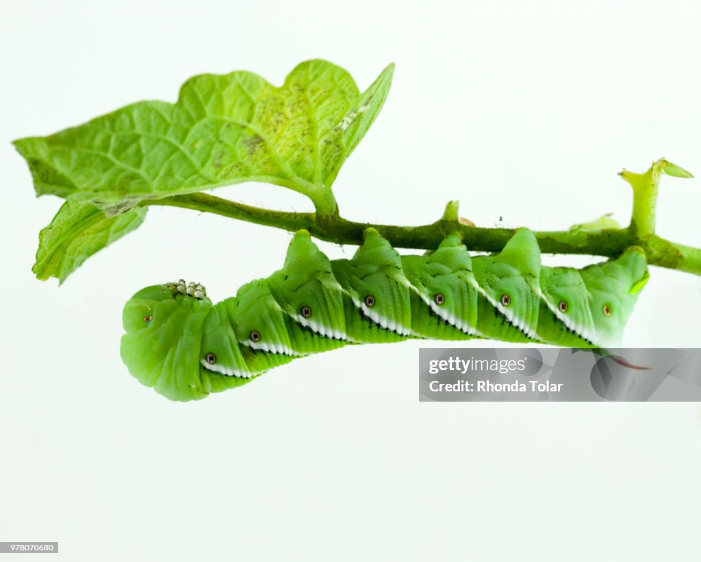 Caterpillar eating