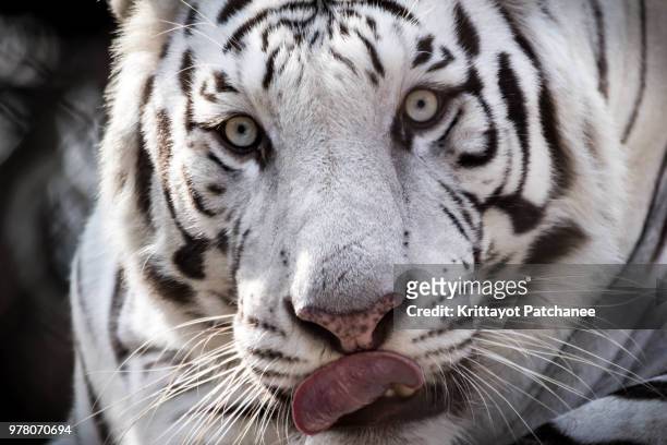 white tiger licking his lips - animals with big lips stock pictures, royalty-free photos & images