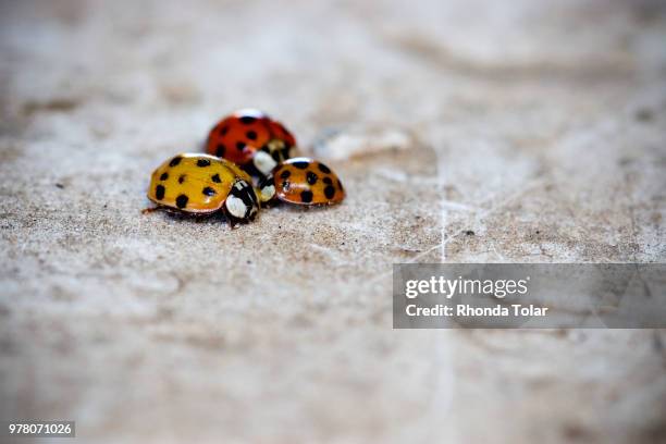 Ladybug Meeting High-Res Stock Photo