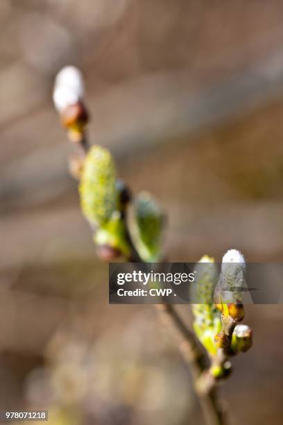 uitlopende bomen - cwp stockfoto's en -beelden