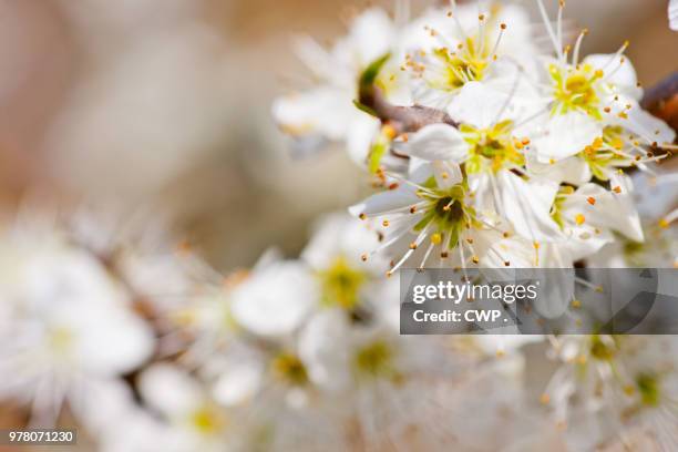 bloesem - bloesem stock pictures, royalty-free photos & images