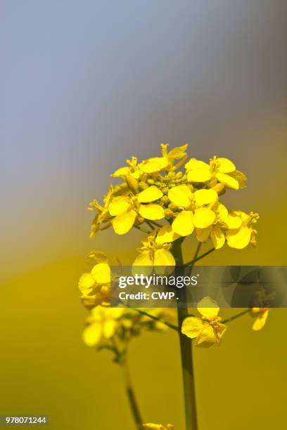 gele bloemjes - cwp stockfoto's en -beelden