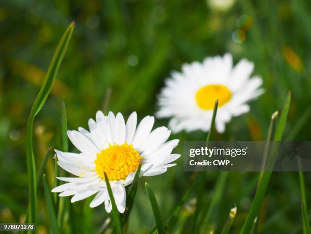 madeliefjes - cwp stockfoto's en -beelden