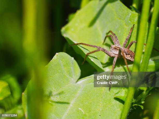 spin - cwp stockfoto's en -beelden