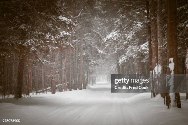 tunnel of trees in winter, michigan, usa - michigan winter bildbanksfoton och bilder