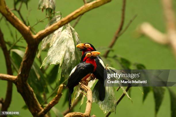 two birds in a tree, bronx zoo, new york city, new york. - bronx zoo ストックフォトと画像