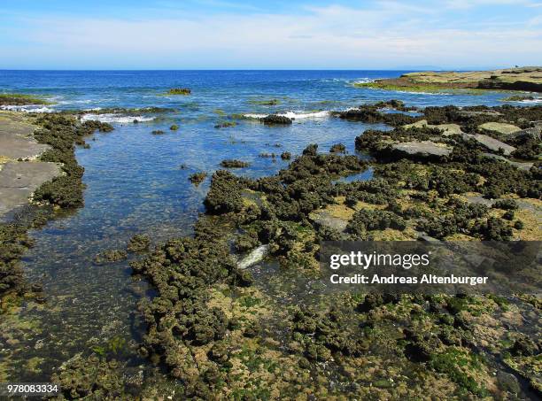 Intertidal Rocks 735 Intertidal Stock Photos, High-Res Pictures, and Images - Getty Images