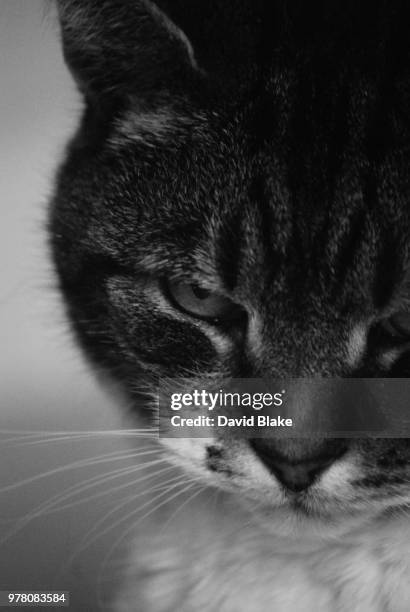 cat - blake little stock pictures, royalty-free photos & images