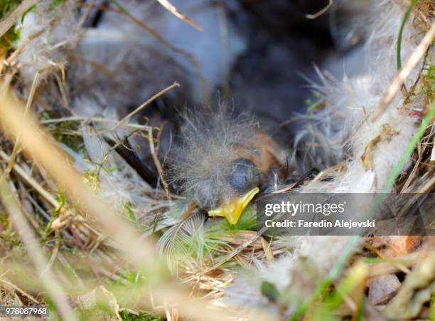 sleeping punk - little punk stock pictures, royalty-free photos & images