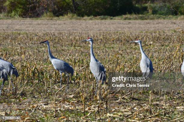 sandhill cranes in a cornfield-fall migration - grus rubicunda stock pictures, royalty-free photos & images