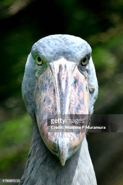 shoebill at uganda wildlife education center (uwec) - shoebilled stork stock pictures, royalty-free photos & images