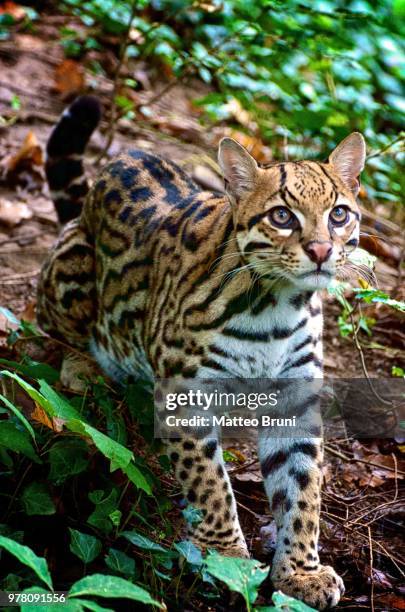 ocelot - margay stock pictures, royalty-free photos & images