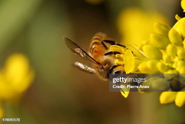 dark eye... - dark botanical fauna stockfoto's en -beelden