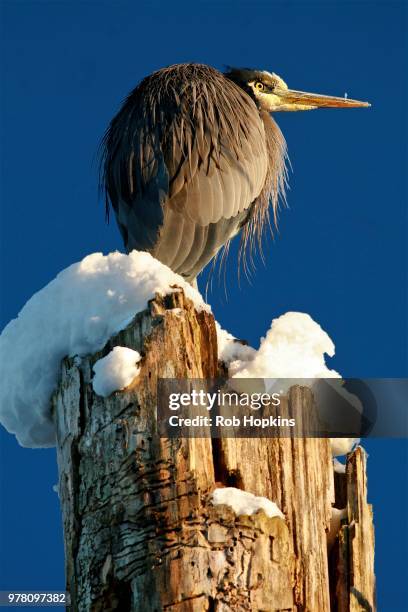 great blue heron (ardea herodias) - rob heron stock pictures, royalty-free photos & images