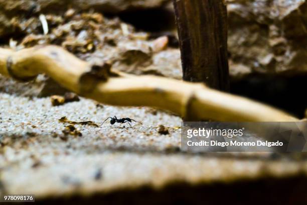 hormiga - ant - hormiga stock pictures, royalty-free photos & images