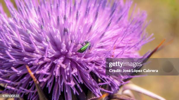 Cardo Insects 1,499 Cardo Stock Photos, High-Res Pictures, and Images - Getty Images
