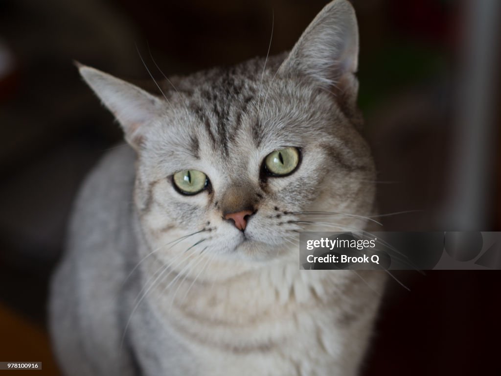 Fat Cat