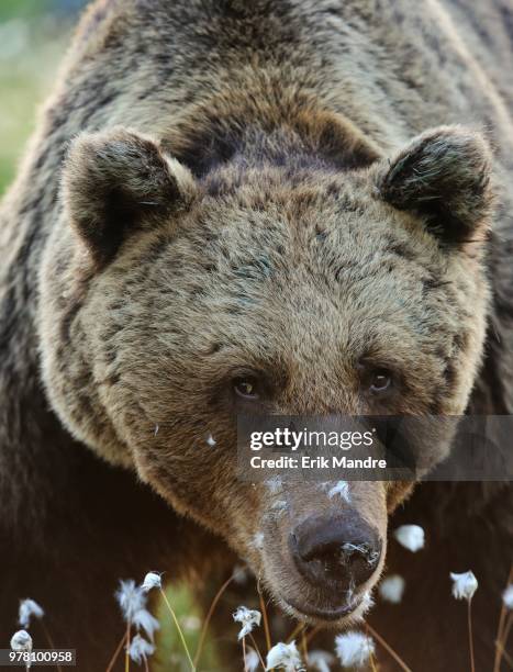 an old brown bear. - omnivorous stock pictures, royalty-free photos & images