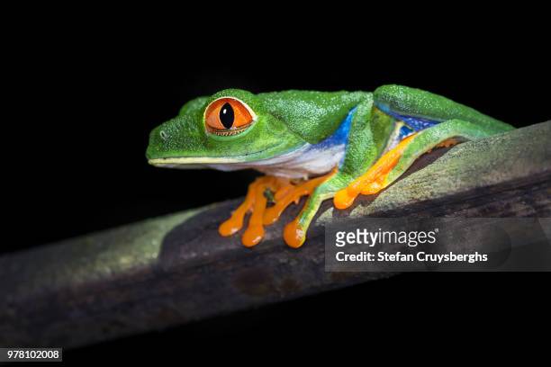 red-eyed tree frog (agalychnis callidryas) on perch, la selva biological station, heredia province, costa rica - heredia province stock-fotos und bilder