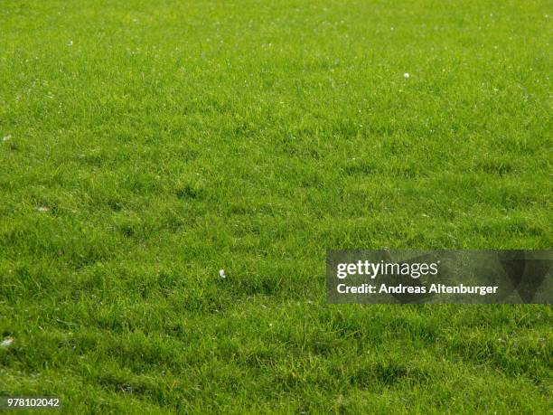 meadow, gras, green - gras field stock pictures, royalty-free photos & images