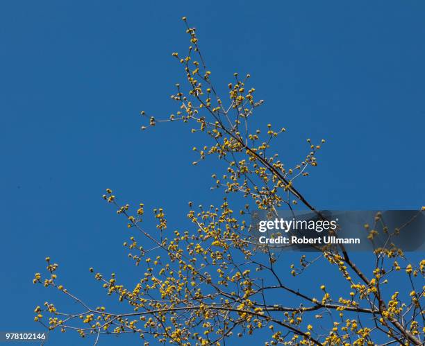 First Sign Os Spring 1,703 First Signs Of Spring Stock Photos, High-Res Pictures, and Images ...