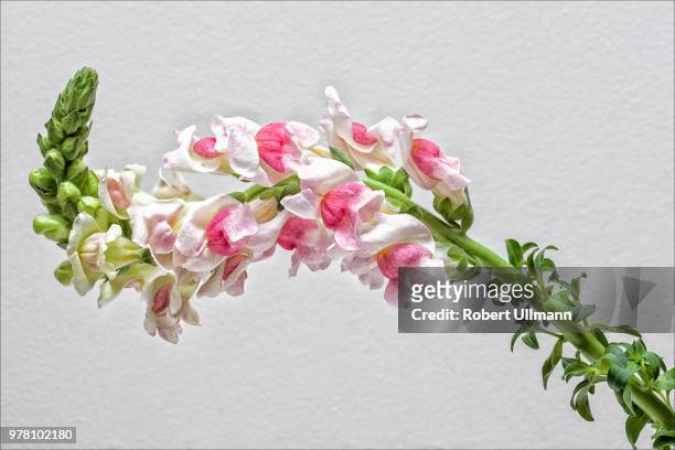 snapdragon flower (antirrhinum) blooming - antirrhinum majus imagens e fotografias de stock