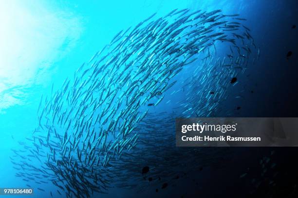 school of barracudas (sphyraena barracuda), thailand - school of fish stock pictures, royalty-free photos & images