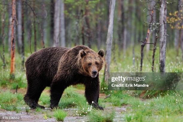 brown bear walking in a bog - omnivorous stock pictures, royalty-free photos & images