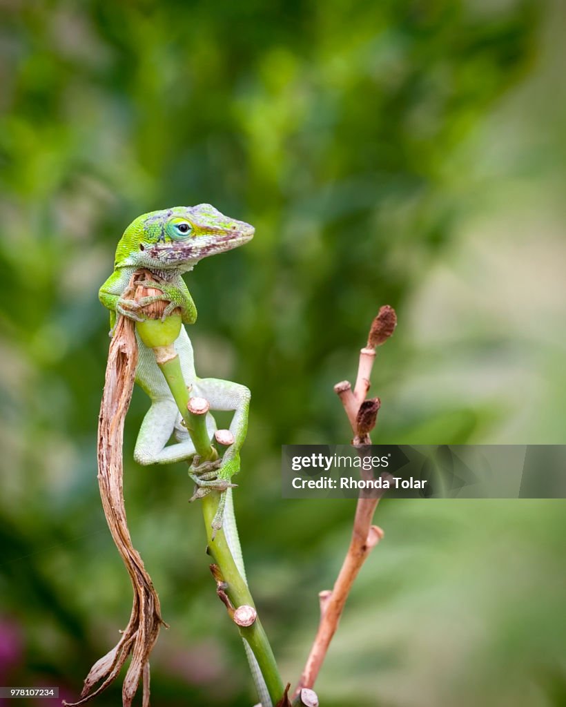 Lizard hanging on stalk